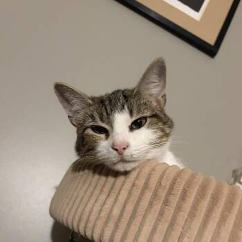 Dorothy -  Domestic Short Hair Cat for Adoption in Gibsonia, Pennsylvania - Dorothy | PetCurious