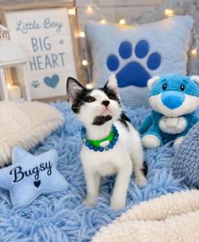 Bugsy -  Turkish Van and Domestic Short Hair Cat for Adoption in Tavares, Florida - Bugsy | PetCurious