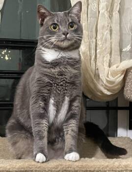 Rescue Domestic Short Hair Cats for Adoption in Smyrna, Georgia - Lo Mein | PetCurious