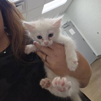 Frida -  Domestic Medium Hair Cat for Adoption in Chattanooga, Tennessee - Frida | PetCurious