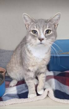 Bartie -  Domestic Short Hair Cat for Adoption - Bartie | PetCurious