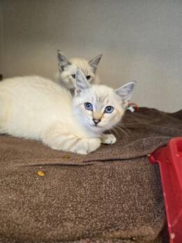 Aberdeen trap kitten 2 -  Domestic Short Hair Cat for Adoption in Morgantown, Kentucky - Aberdeen Trap Kitten 2 | PetCurious