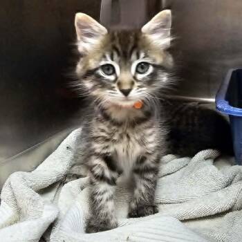 Marnie -  Domestic Short Hair Cat for Adoption in Las Cruces, New Mexico - Marnie | PetCurious