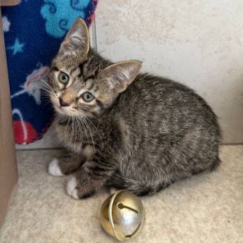 Rescue Domestic Short Hair Cats for Adoption in Kanab, Utah - Rune | PetCurious