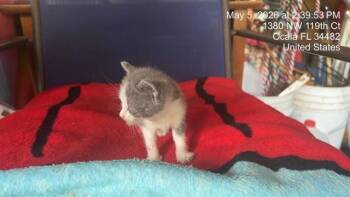 EMERALD -  Domestic Short Hair Cat for Adoption in Ocala, Florida - EMERALD | PetCurious
