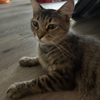 Rescue Domestic Medium Hair Cats for Adoption in Maitland, Florida - Hera The Fluffy Tail | PetCurious