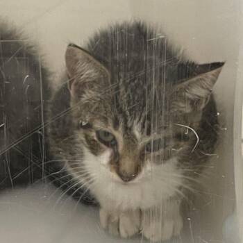 Fritter -  Domestic Short Hair Cat for Adoption in Columbus, Georgia - Fritter | PetCurious