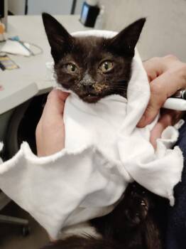 Parker -  Domestic Short Hair Cat for Adoption in Clarksville, Tennessee - Parker | PetCurious
