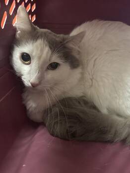 Domestic Short Hair Cats Available for Adoption in Las Vegas, Nevada - GLENDA(R) | PetCurious