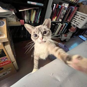 Roz -  Domestic Short Hair Cat for Adoption in Pittsburgh, Pennsylvania - Roz | PetCurious