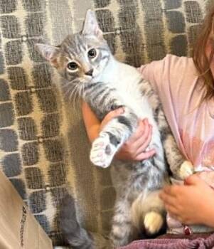 Cheecho -  Domestic Short Hair Cat for Adoption in Mississauga, Ontario - Cheecho | PetCurious