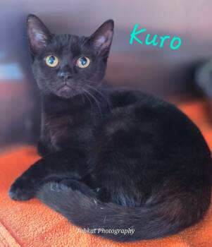 Rescue Domestic Short Hair Cats for Adoption in Cambridge, Maryland - Kuro | PetCurious
