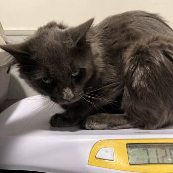 Clifford -  Domestic Short Hair Cat for Adoption in Tampa, Florida - Clifford | PetCurious