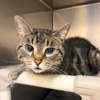 Papaya -  Domestic Short Hair Cat for Adoption in Bedford, New Hampshire - Papaya | PetCurious