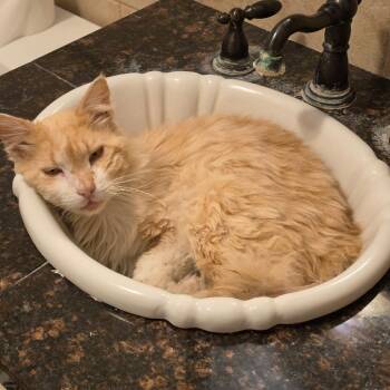 Leo -  Domestic Medium Hair Cat for Adoption in Midland, Texas - Leo | PetCurious