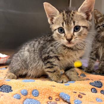 Draco (Knox) -  Domestic Short Hair Cat for Adoption in Edinburg, Texas - Draco (Knox) | PetCurious