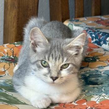 Tommy -  Domestic Short Hair Cat for Adoption in Walkerville, Montana - Tommy | PetCurious