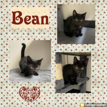 Bean -  Domestic Short Hair Cat for Adoption in Clearfield, Pennsylvania - Bean | PetCurious