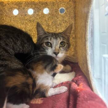 Domestic Short Hair Cats Available for Adoption in Springtown, Texas - Hershey | PetCurious