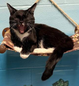 Domestic Short Hair Cats Available for Adoption - Alaska | PetCurious