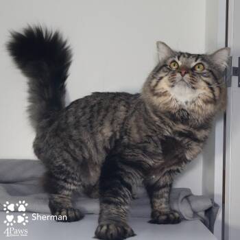 Sherman Manassas (polydactyl) -  Maine Coon and Domestic Short Hair Cat for Adoption in Merrifield, Virginia - Sherman Manassas (polydactyl) | PetCurious