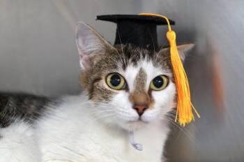 Domestic Short Hair and Tiger Cats Available for Adoption in Sanford, Florida - Celia | PetCurious