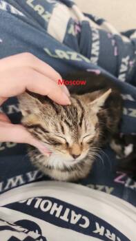 Yankee Doodle & Moscow *BONDED* -  Domestic Short Hair Cat for Adoption in Herndon, Virginia - Yankee Doodle & Moscow *BONDED* | PetCurious