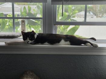 Domestic Short Hair Cats Available for Adoption in St. Cloud, Florida - Falcon | PetCurious