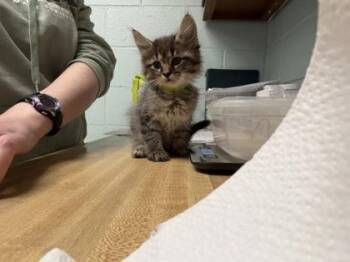 Elwood -  Domestic Long Hair and Domestic Short Hair Cat Available for Adoption in Lowell, Massachusetts - Elwood | PetCurious