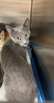 Poopy -  Domestic Short Hair and Russian Blue Cat for Adoption in Jackson, Louisiana - Poopy | PetCurious