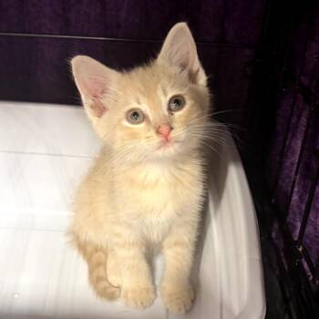 Rec Center 03 -  Domestic Short Hair Cat for Adoption in Canton, North Carolina - Rec Center 03 | PetCurious