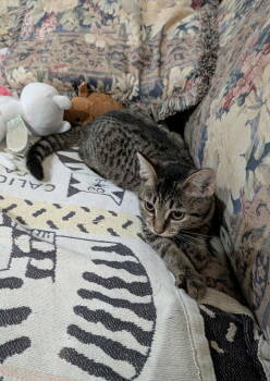 Rescue Domestic Short Hair Cats for Adoption in Morehead, Kentucky - Bambi | PetCurious