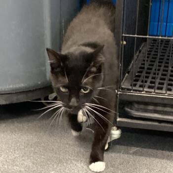 Bootsie -  Domestic Short Hair Cat for Adoption in Montgomery, Alabama - Bootsie | PetCurious