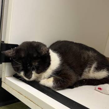 Bodhi 33 -  Domestic Short Hair Cat for Adoption in Philadelphia, Pennsylvania - Bodhi 33 | PetCurious