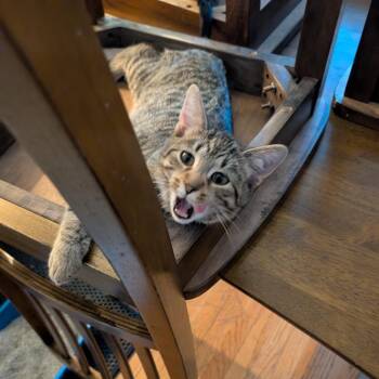 Rescue Domestic Short Hair Cats for Adoption in Evanston, Illinois - Dogfish | PetCurious