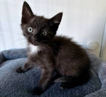Rescue Domestic Short Hair Cats for Adoption in Raleigh, North Carolina - FRIEDRICH | PetCurious