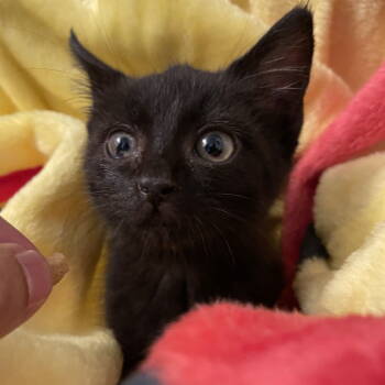 Rescue Domestic Short Hair Cats for Adoption in Dallas, Texas - Kiki | PetCurious