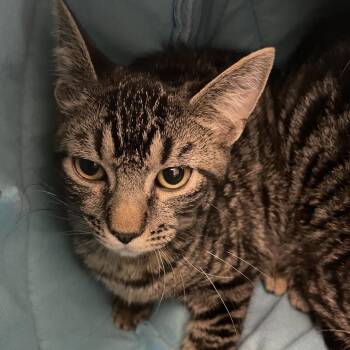 Mater -  Domestic Short Hair Cat for Adoption in Saint Charles, Missouri - Mater | PetCurious