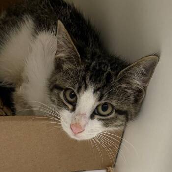 Greyworm -  Domestic Short Hair Cat for Adoption in Philadelphia, Pennsylvania - Greyworm | PetCurious