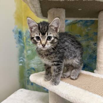 Woodstock -  Domestic Short Hair Cat for Adoption in Chisholm, Minnesota - Woodstock | PetCurious
