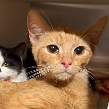 Rescue Domestic Short Hair Cats for Adoption in Cedaredge, Colorado - Alvin | PetCurious