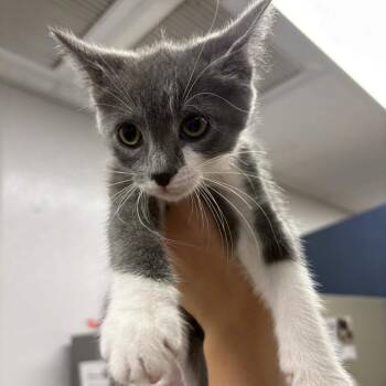 Starfire -  Domestic Short Hair Cat for Adoption in Beaumont, Texas - Starfire | PetCurious