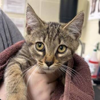 Monroe -  Domestic Short Hair Cat for Adoption in Asheville, North Carolina - Monroe | PetCurious