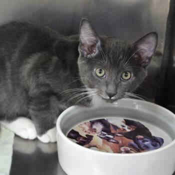 Cutup -  Domestic Short Hair Cat for Adoption in San Jacinto, California - Cutup | PetCurious