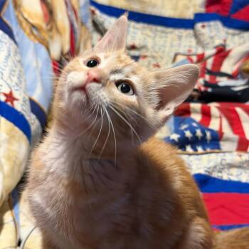 Charlotte -  Domestic Short Hair Cat for Adoption in Pasco, Washington - Charlotte | PetCurious
