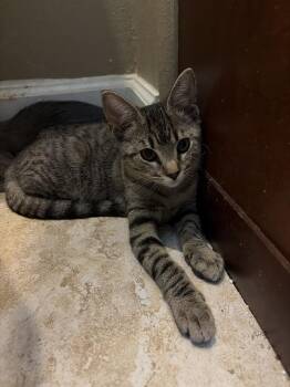 Wren -  American Shorthair Cat for Adoption in Tampa, Florida - Wren | PetCurious