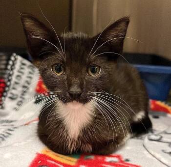 Froot Loop -  Domestic Short Hair Cat for Adoption in Ocala, Florida - Froot Loop | PetCurious