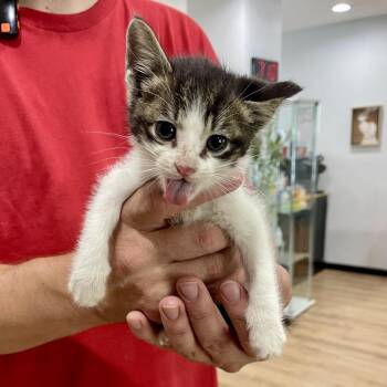 Domestic Medium Hair Cats Available for Adoption in Livingston, Texas - HEB Cola | PetCurious