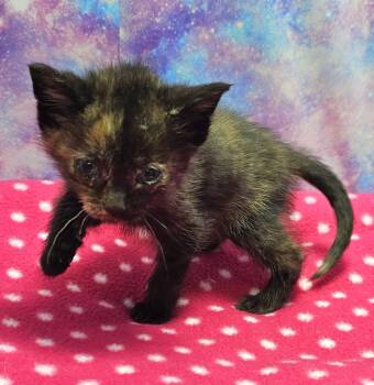 Domestic Short Hair Cats Available for Adoption in Washington Court House, Ohio - Skittles | PetCurious