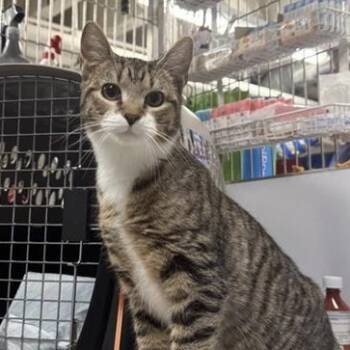 Rescue Domestic Short Hair Cats for Adoption in New York, New York - Alan | PetCurious